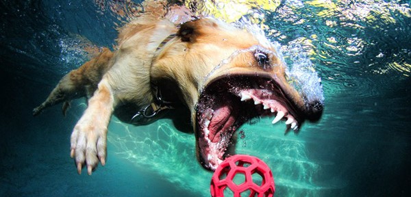 Amazing Underwater Dog Photography by Seth Casteel