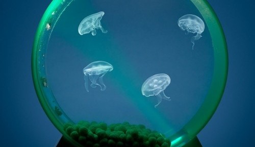 Jellyfish Tank for Your Desk