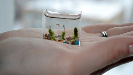 worlds smallest fish tank (5)