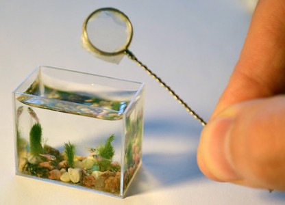 World’s Smallest Aquarium : Fish Tank Holds Two Teaspoons of Water
