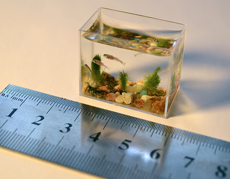 worlds smallest fish tank (3)