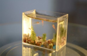 World’s Smallest Aquarium : Fish Tank Holds Two Teaspoons of Water
