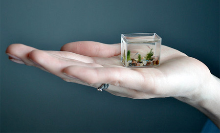 worlds smallest fish tank (1)